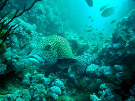 Lippfisch