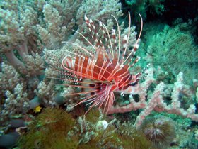 Rotfeuerfisch