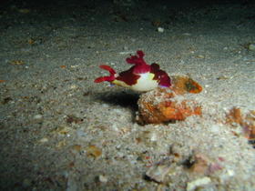 Nacktschnecke