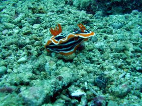 Nacktschnecke