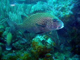 Lippfisch