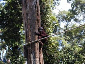 Orang-Utan, Sepilok