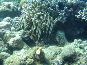 Razorfish