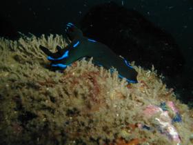 Nacktschnecke