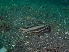 Flacher Fisch