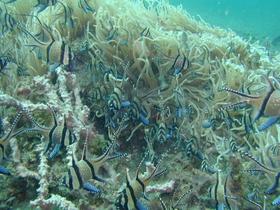 Merkwürdige Fische