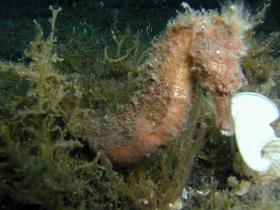 Hippocampus