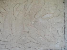 Milchozean: Meerestiere