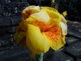 Blume