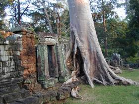 Baum