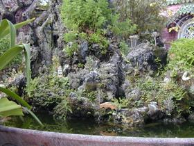 Bonsai